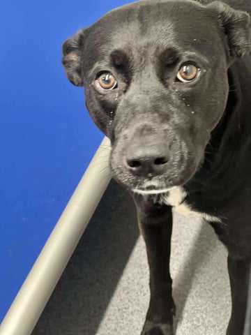 Sonja | Labrador Retriever | Dog  