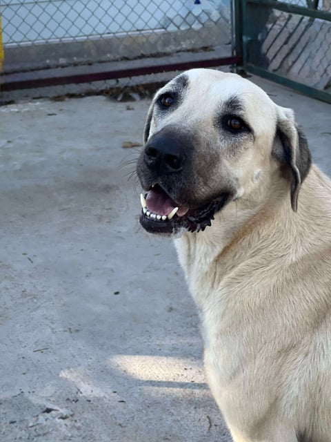 Golden | Anatolian Shepherd | Dog  