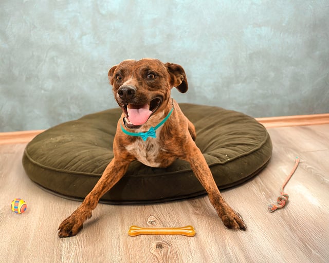 Plato | Pit Bull | Dog